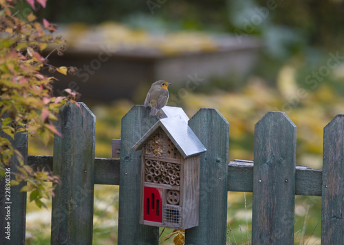 Robin Redbreast at a insect hotels on a picket fence in Bromma, Sweden