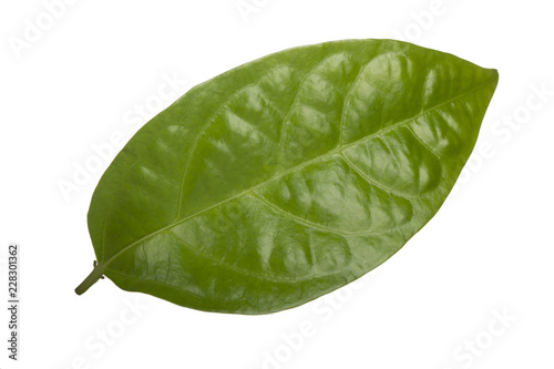 green leaf of passion fruit isolated on white background