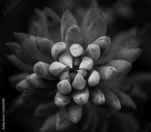 bianco e nero di pianta grassa a foglie sottili e crescita ricadente (Sedum morganianum) photo