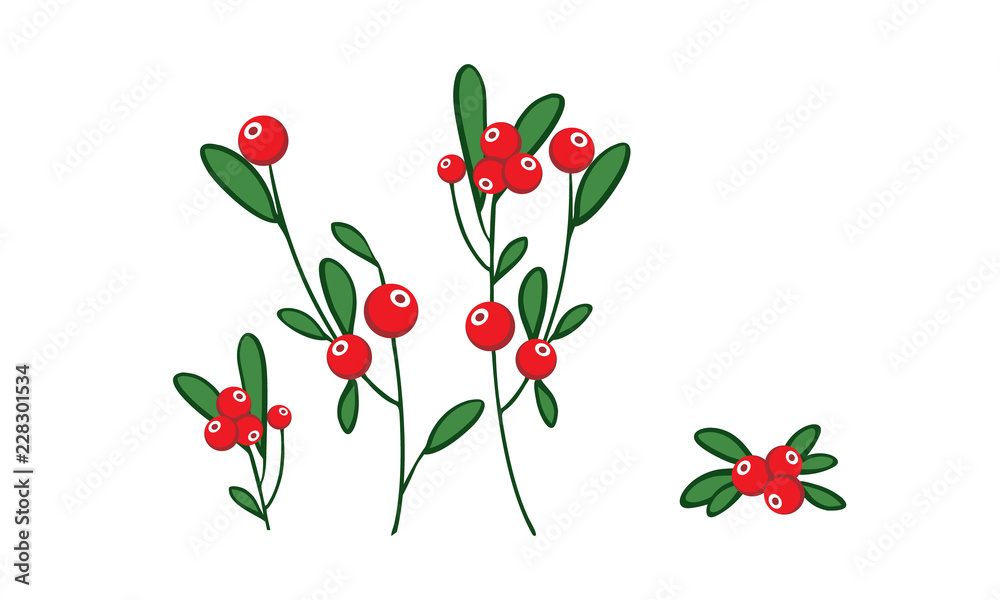 Red berries wiht green leaves