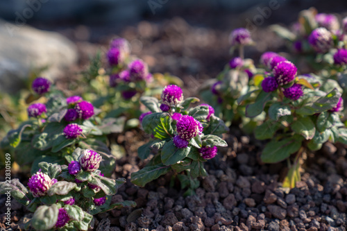 Wallpaper Mural Flowers in field Torontodigital.ca