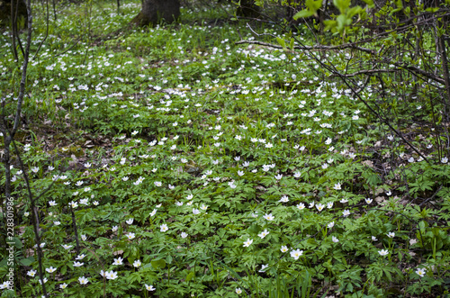 green clearing in the forest with the first spring white flowers