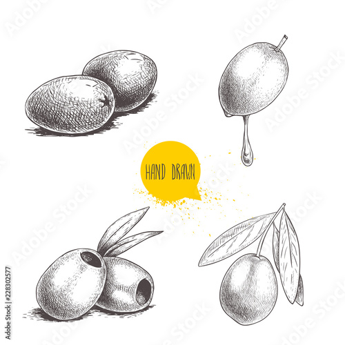 Sketch hand drawn olives set. Bunch, olive with oil drop, boneless olives and olive branch with leaves. Vector illustration isolated on white background.