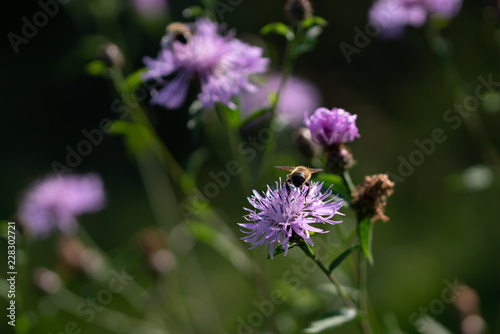 The bee collects honey from the flower of the thistle that blossomed out in the fall due to global warming.