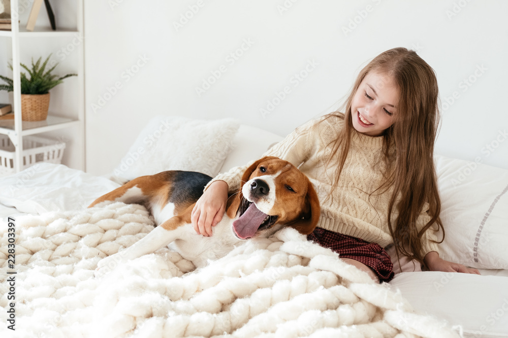 Young girl plays with her dog on the bed. Beagle and girl laugh together. Funny dog and pretty caucasian have fun girl in bedroom Young girl plays with her dog on the bed. Beagle and girl laugh together. Funny dog and pretty caucasian have fun girl in bedroom