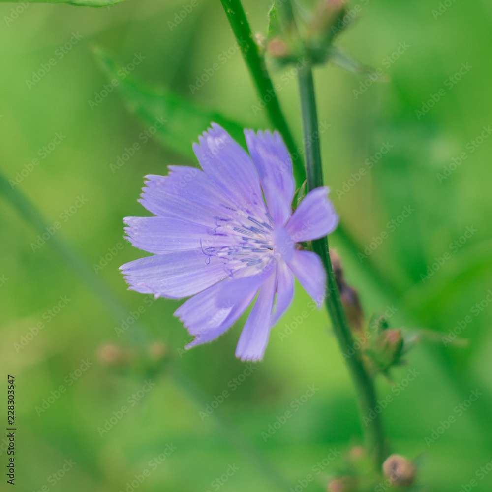 purple flower in the garden purple flower in the garden