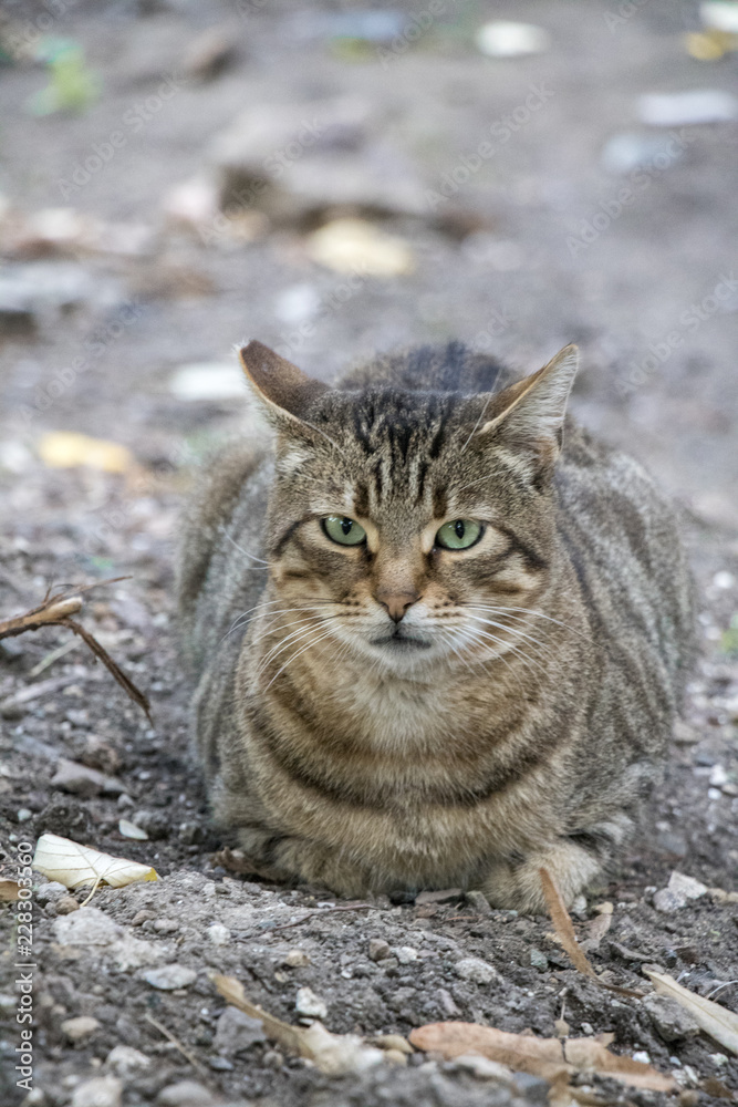 Beautiful cat, happy cat