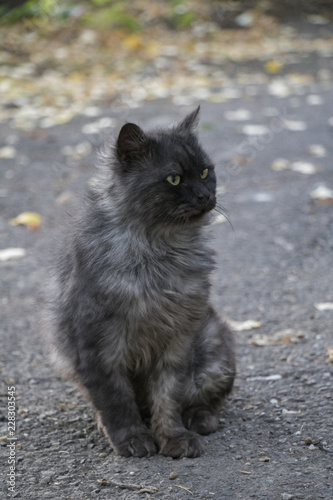 Beautiful cat, happy cat photo