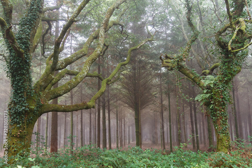 Robles cubiertos de musgo y hiedras. Bosque entre la niebla. Quercus.