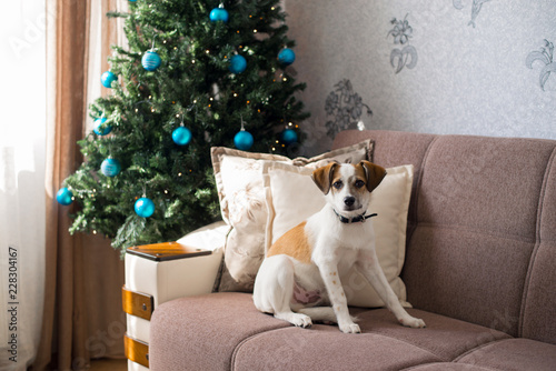 Beautiful puppy posing near a Christmas tree, holiday concept © litts