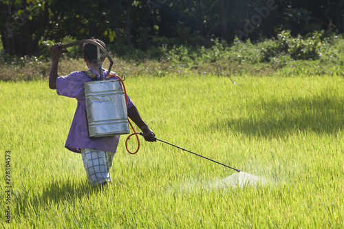 Farmer spraying pesticide in the rice field photo