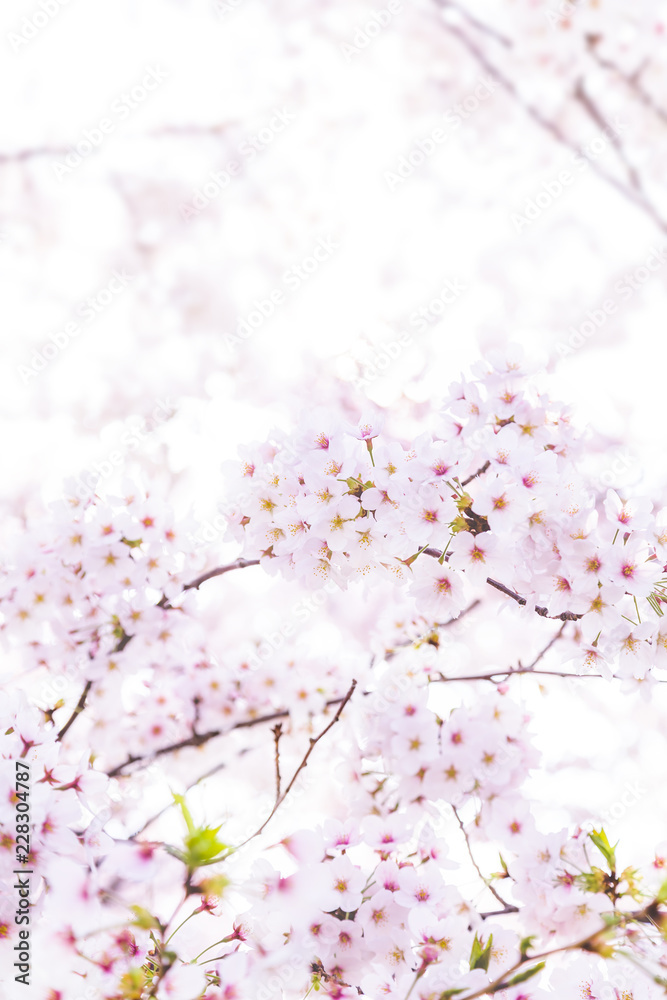 Fototapeta premium 満開の桜