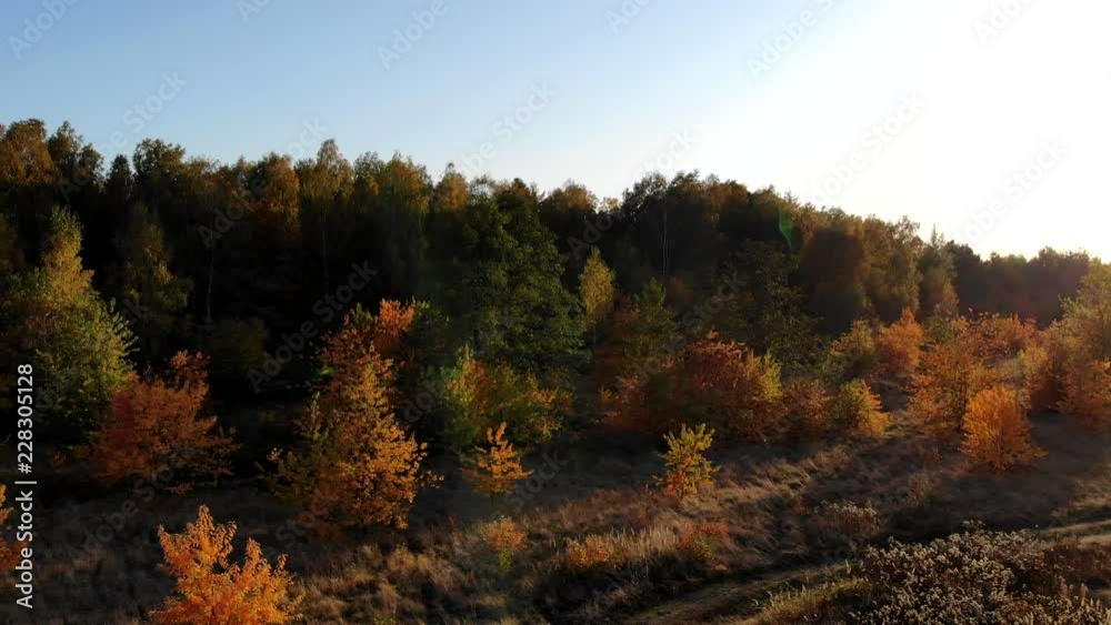 A forest glade bathed in the light of the setting sun. A forest glade bathed in the light of the setting sun.