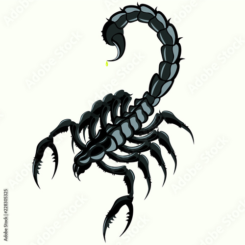 Scorpion isolated on white background. Vector illustration