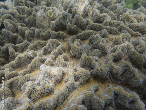 Great Barrier Reef, UNESCO World Heritage Site, Queensland, Upolu Reef, Australia photo