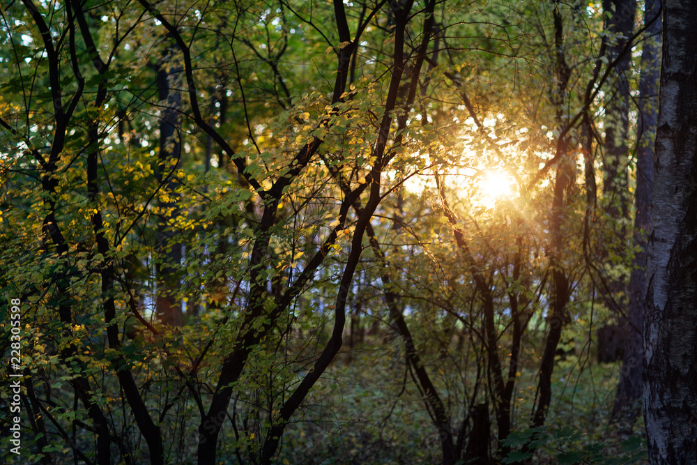 Beautiful sunset in the autumn Park