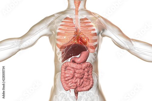 Human body anatomy, respiratory and digestive system, 3D illustration