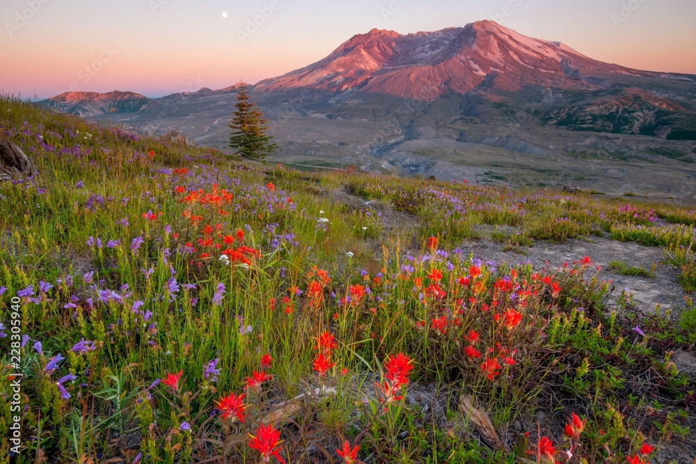 Mount St Helens with wildflowers at sunset - Washington state