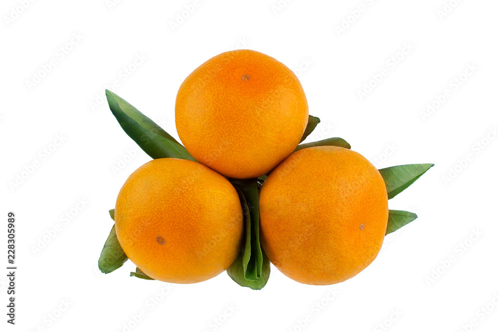 Tangerines on branch with green leaves on white background isolated close up Tangerines on branch with green leaves on white background isolated close up