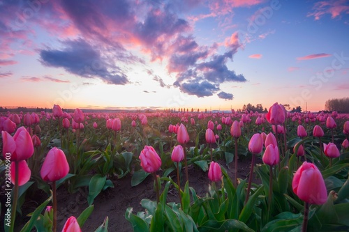 Pink fields of tulips with a colorful sunset