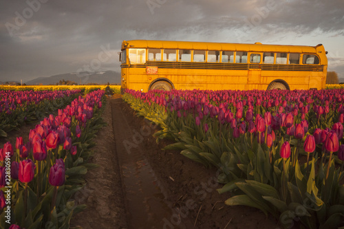 An old school bus in a field of tulips at sunset photo