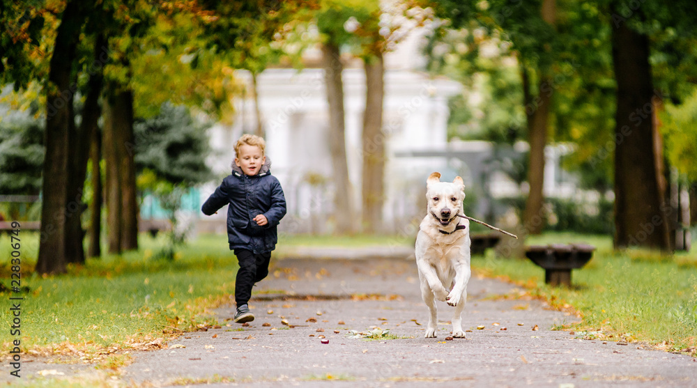Obraz premium Little boy plays, runs with his dog Labrador in the park in autumn