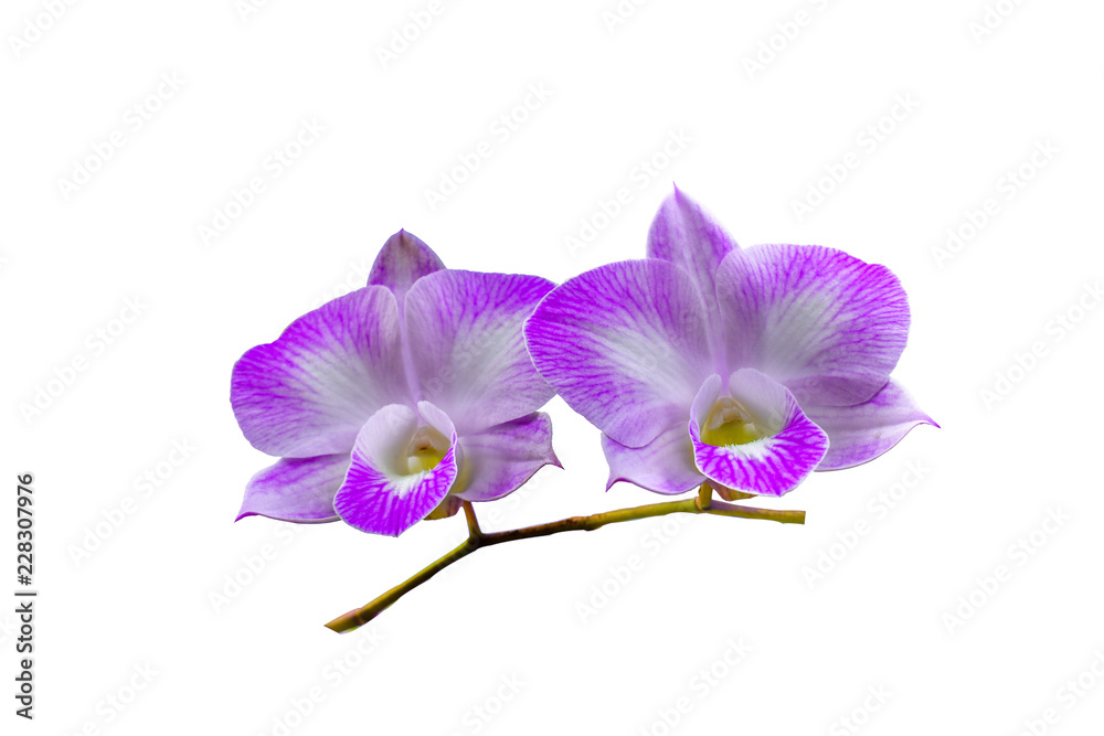 Fototapeta premium Purple and White Orchids on White background