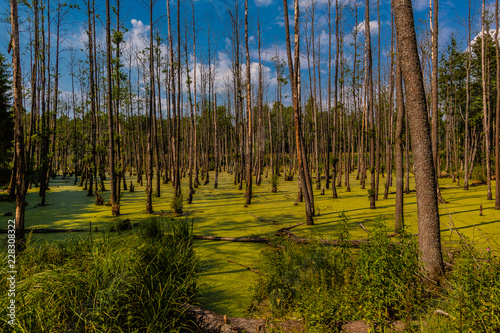 Fototapeta Naklejka Na Ścianę i Meble -  Bagno w lesie