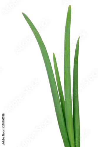  leaves of onion isolated on white