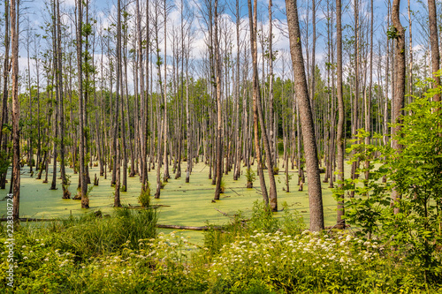 Fototapeta Naklejka Na Ścianę i Meble -  Bagno w lesie