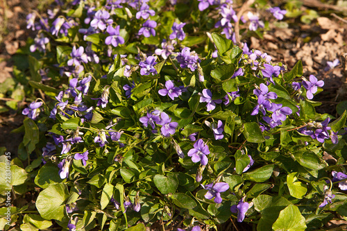 Voilet - Viola riviniana tiny spring flowers