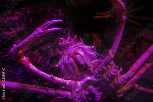 spidercrab in underwater aquarium photo