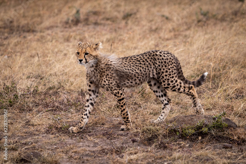 Cheetah cub walking in grassland stares ahead