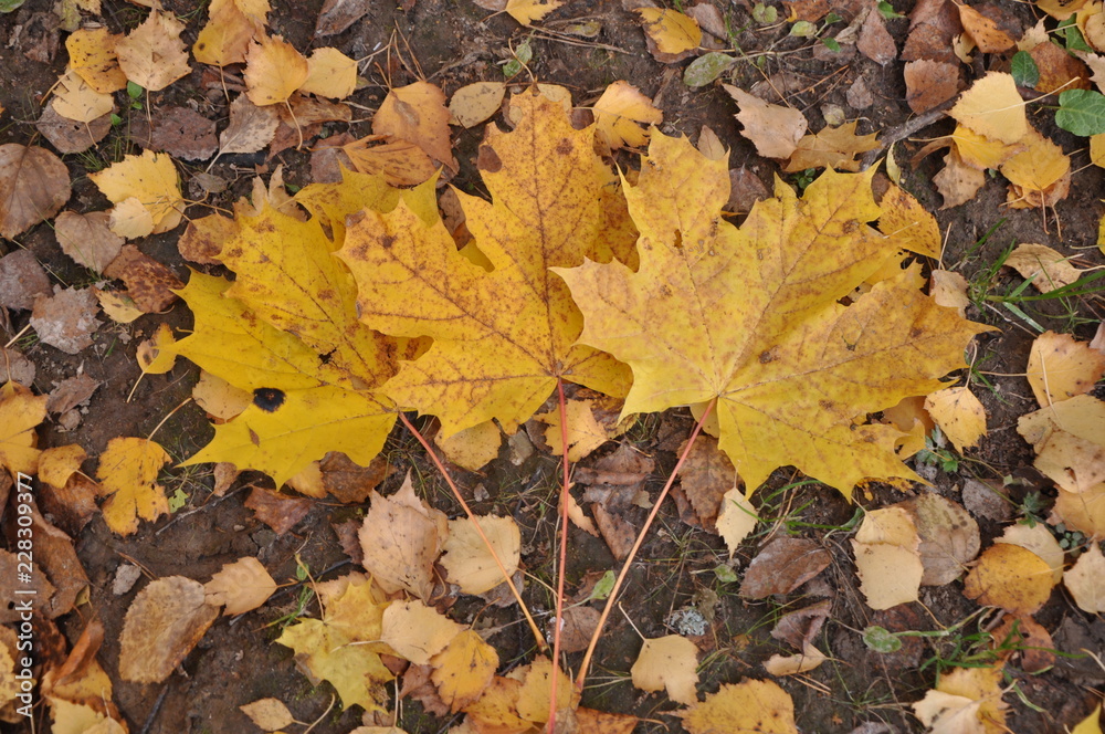 fall forest. Fallen yellow foliage lies on the grass. three maple leaves