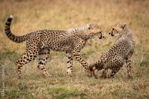 Cheetah cub walks towards another sitting down