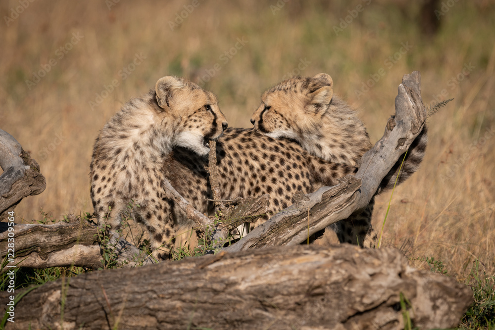 Cheetah cubs facing each other on log Cheetah cubs facing each other on log
