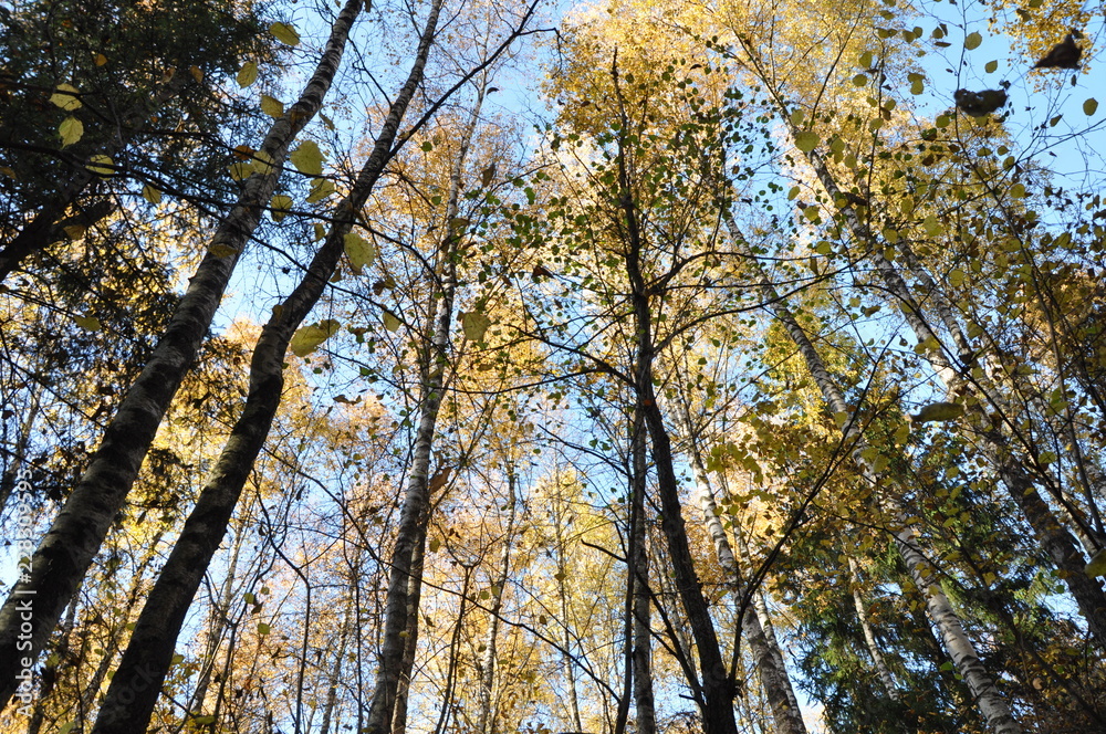 Russian autumn forest. bottom view of the clouds Russian autumn forest. bottom view of the clouds