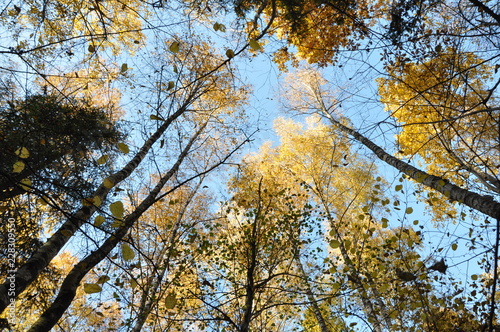 Russian autumn forest. bottom view of the clouds