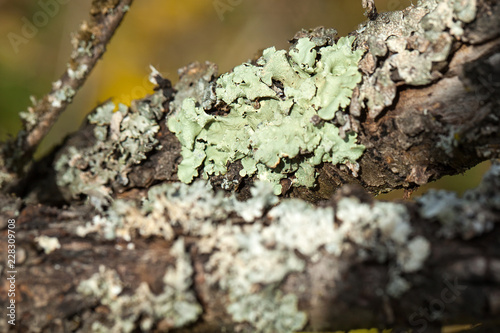 Gray lichen on tree © Ocskay Mark
