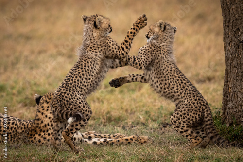 Cheetah cubs play fight on hind legs