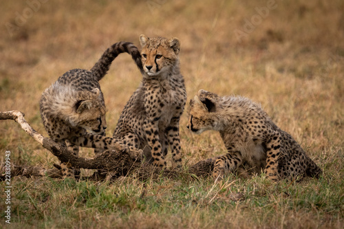 Cheetah cubs watch each other beside sibling