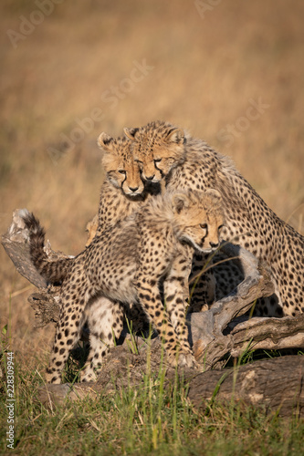 Cheetah cubs watch another stand on log