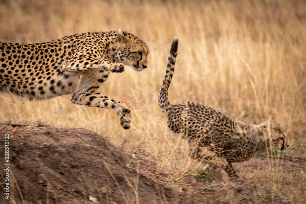 Cheetah jumps down earth bank after cub Cheetah jumps down earth bank after cub
