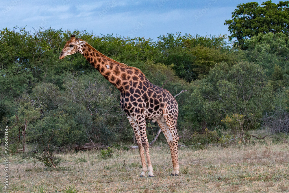 Giraffe Giraffe