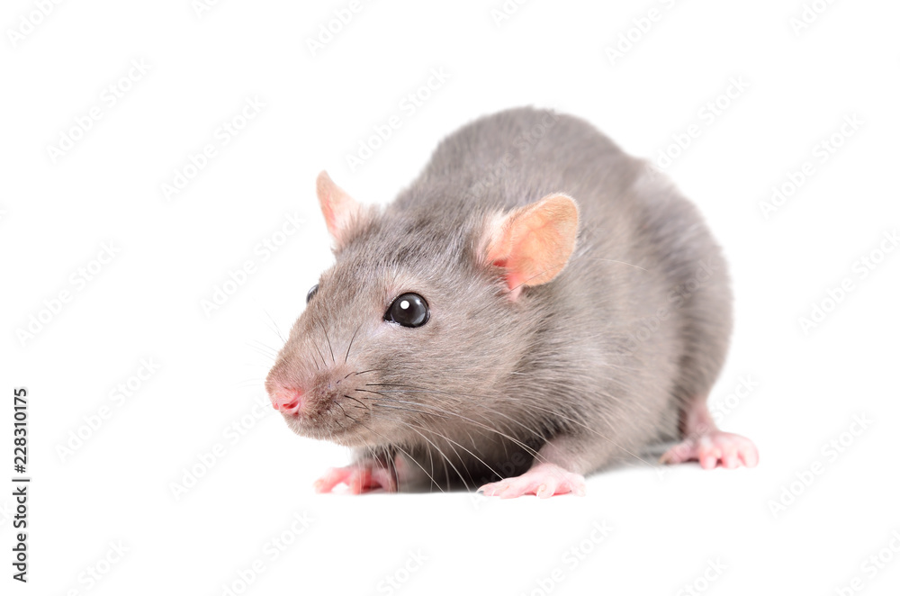 Portrait of a little gray rat, isolated on white background Portrait of a little gray rat, isolated on white background