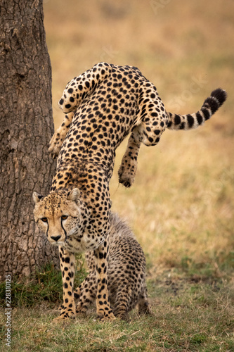 Cheetah jumps down from tree beside cub
