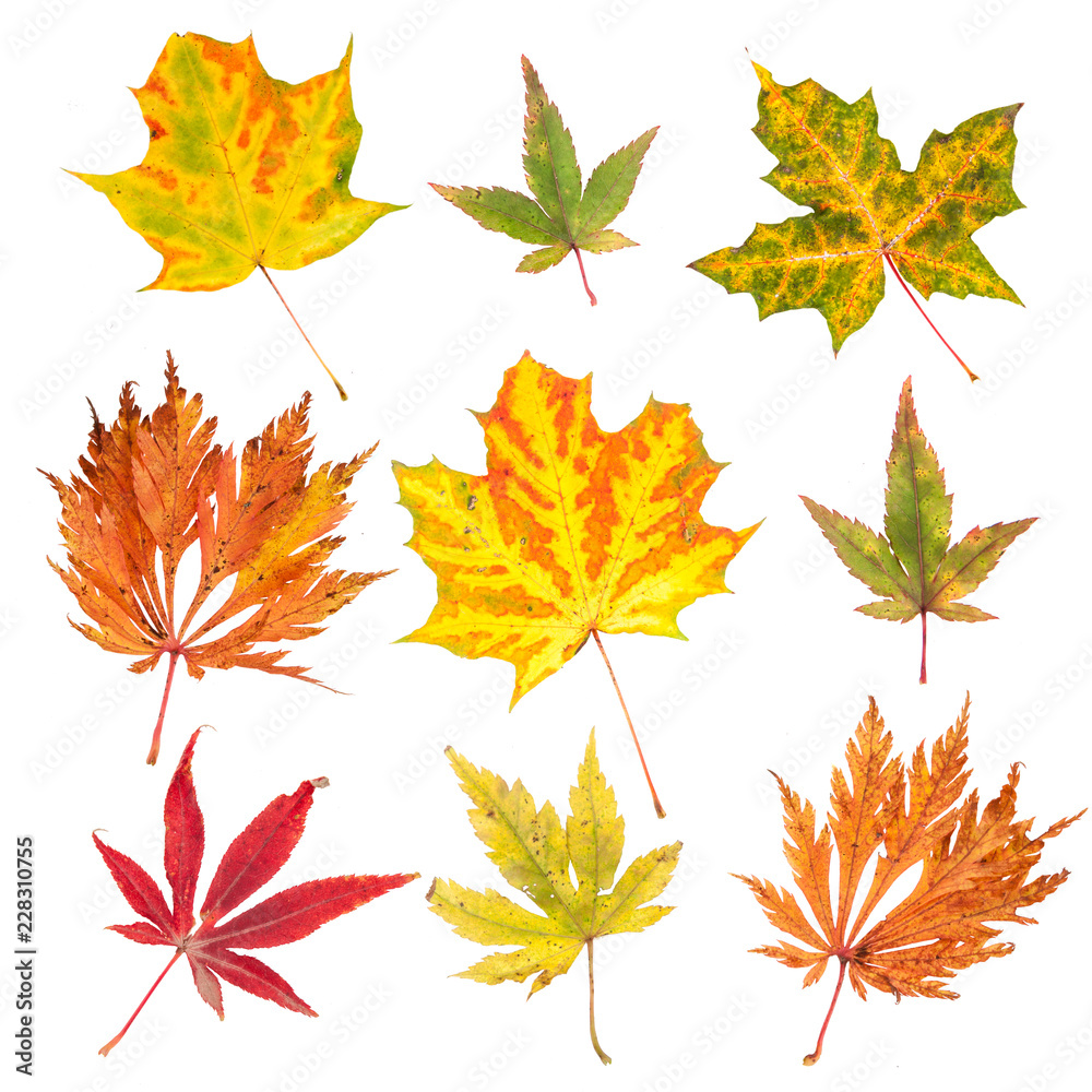 Collection of autumn leaves isolated on white background Collection of autumn leaves isolated on white background