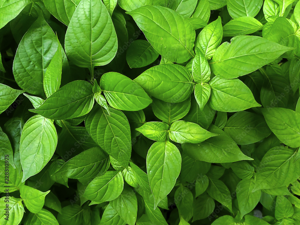 Nature view of green leaves in the garden morning. Nature view of green leaves in the garden morning.