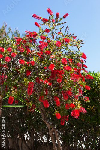 Bottlebrush Shrub with bright red flowers