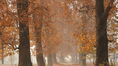 Chinar trees in Kashmir, India